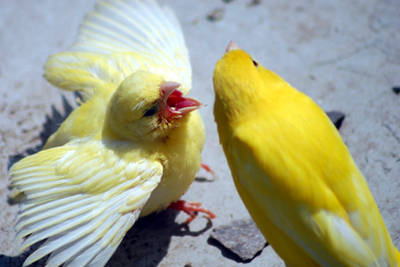 Il corteggiamento dei canarini in amore.