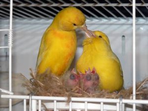 Una nuova famiglia di canarini con i pulcini appena nati.